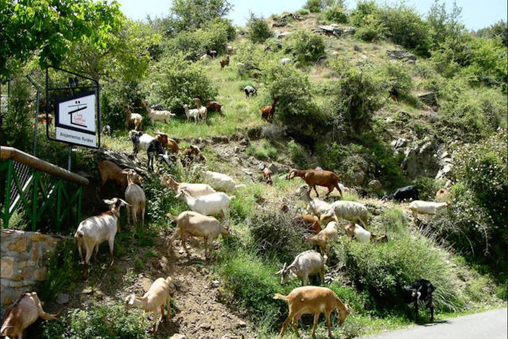 Telecabina Las Catifas Guejar Sierra Exteriör bild